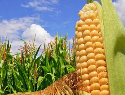 玉米收储改革把农民推向市。裁从衩准鄹窕嵴牵 