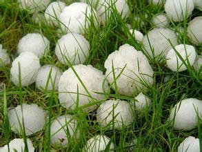 冰雹肆虐致多地作物绝收，急救措施可知晓？