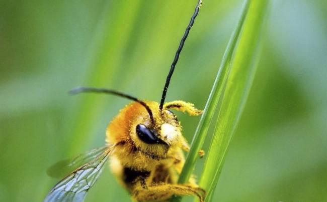 新烟碱类农药已进入衰退期，呋虫胺将何去何从？